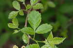 Fragrant sumac